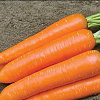 Морковь Несравненная фото 1 