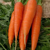 Морковь Королева осени фото 2 