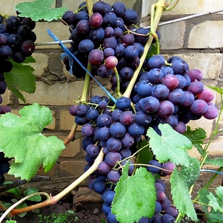 Виноград плодовый Рошфор